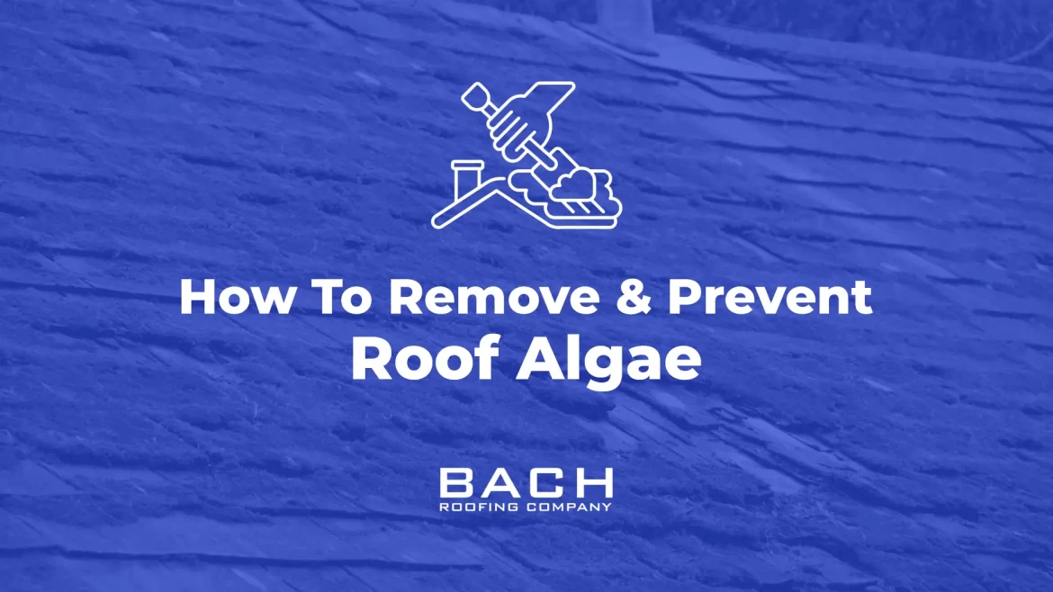 how to remove and prevent room algae