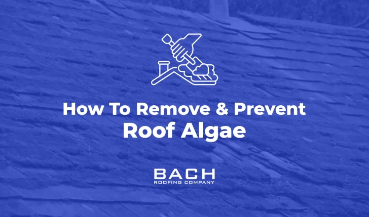 how to remove and prevent room algae