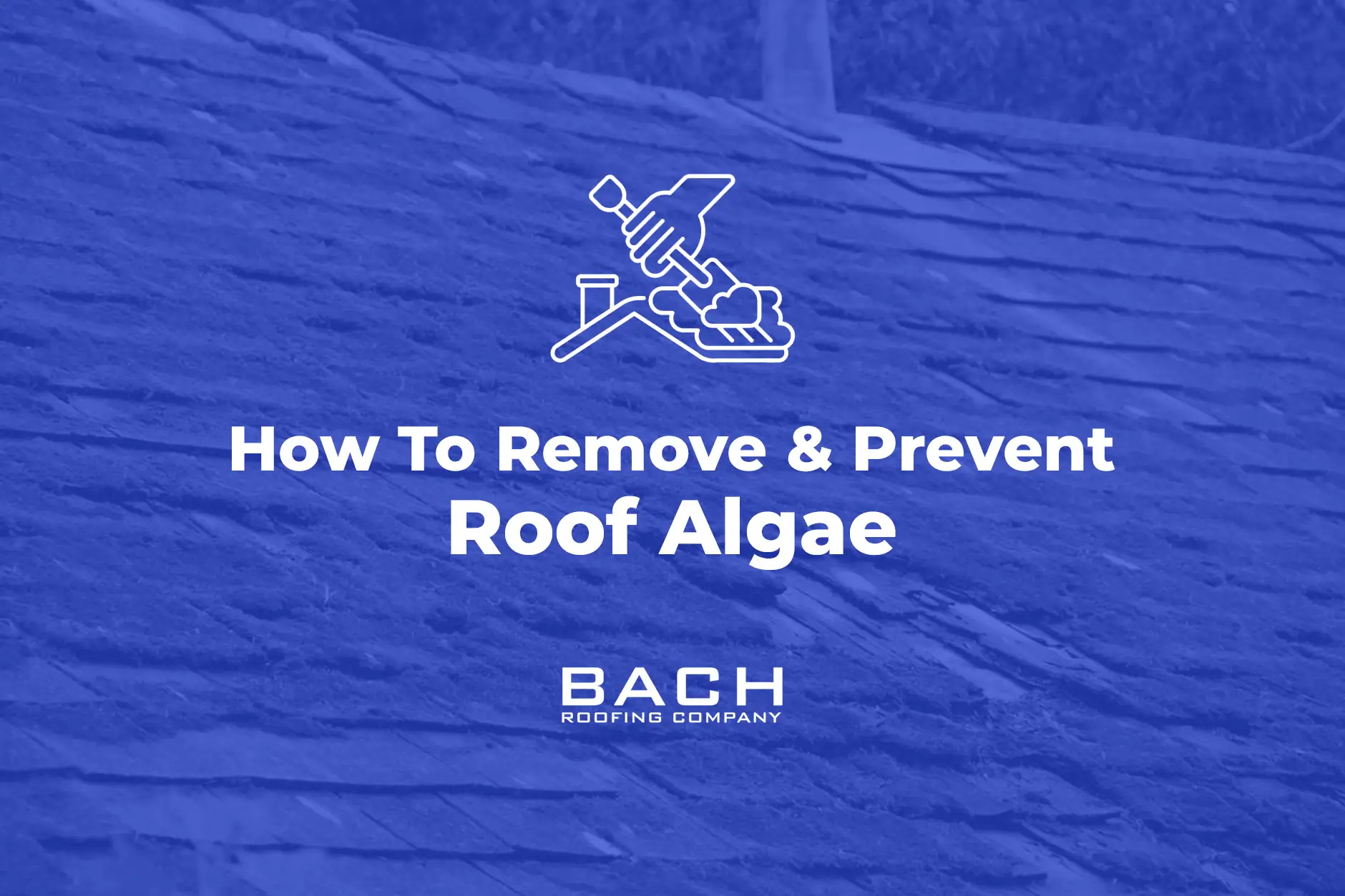 how to remove and prevent room algae
