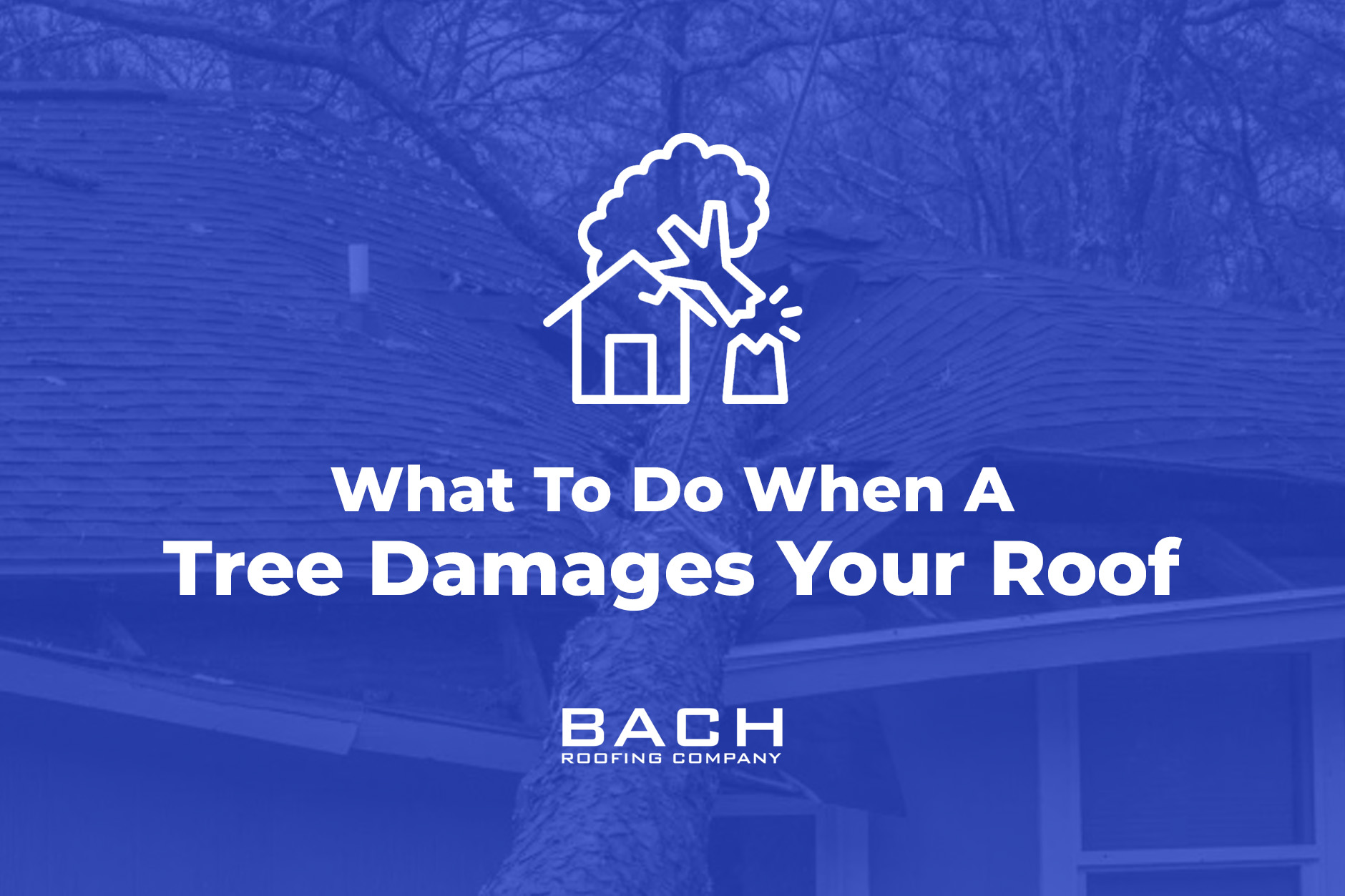 What to Do When a Tree Damages Your Roof